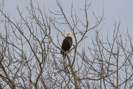 A lone bald eagle perched in a tree looking for a lunch opportunity.の写真素材