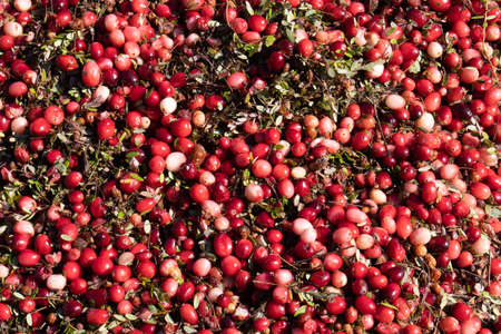 A large selection of red cranberries ready for harvestingの写真素材