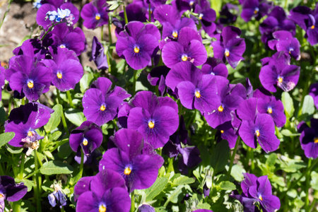 Purple pansy flowers blooming in the garden on a sunny dayの写真素材