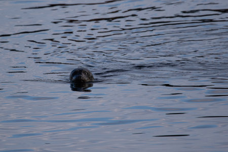 seal on the water in the sea, closeup of photoの写真素材