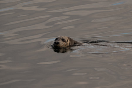 seal swimming in the sea, close up of head and neckの写真素材