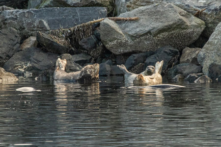 Group of sea otters resting on a rock in the water.の写真素材