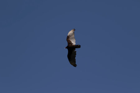 Juvenile Bald Eagle in flight against a clear blue skyの写真素材