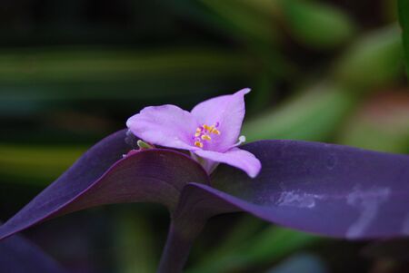 purple and rose flower