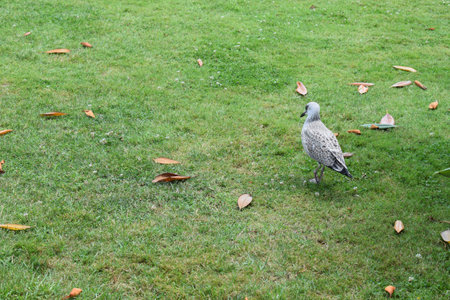 Seagull walking on green grass in a parkの写真素材