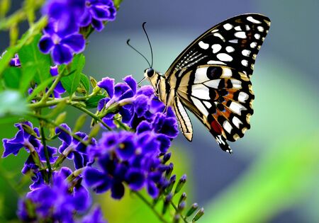 butterfly feeding on a blue flower4の写真素材