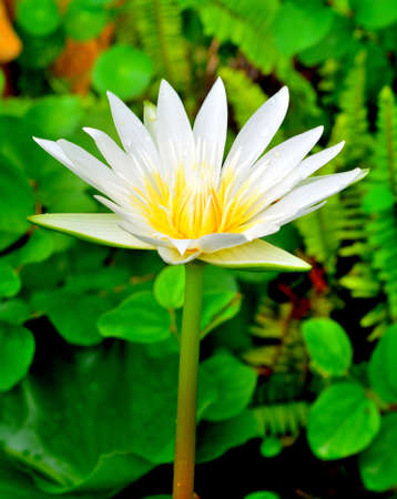 White lotus flower in pool  close-up view  Macroの写真素材