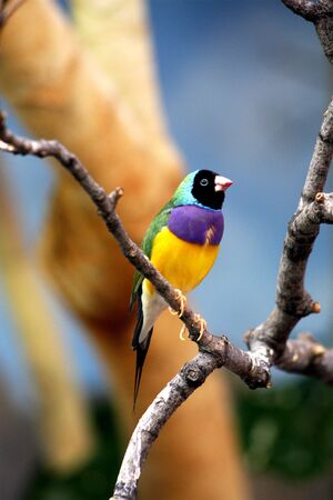 colorful birdの写真素材