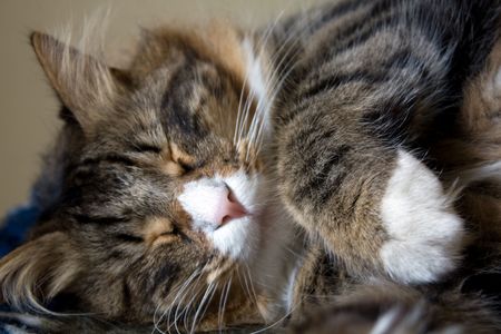 Animals - Pets. Maine Coon cat sleeping in a funny position.