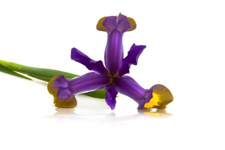 Flowers & Plants - Beautiful purple iris flower (Iris Versicolor) isolated on white background.の写真素材