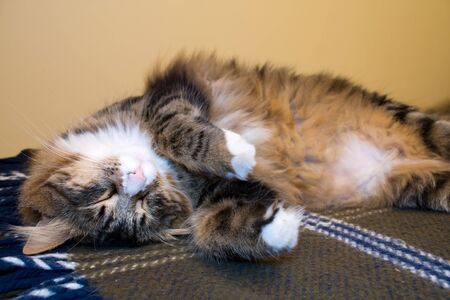 Animals - Pets. Maine Coon cat sleeping in a funny position.の写真素材