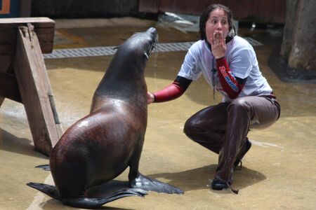 The Sea lion show at Zoomarine Park,Torvaianica, Rome, Italy, 27.05.2010. EDITORIAL USEのeditorial素材