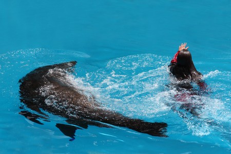 The Sea lion show at Zoomarine Park,Torvaianica, Rome, Italy, 27.05.2010. Acrobatic dance in the swimming pool. EDITORIAL USEのeditorial素材