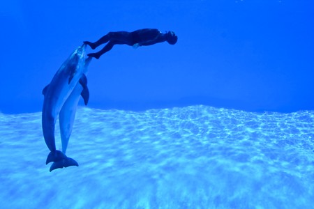 New Mondial Record In Freediving Established By Simone Arrigoni at Zoomarine Park, Torvaianica, Italy on 27.05.2010 - Simone Arrigoni, multiple prizewinner in freediving, pushed by the dolphins Paco and King setting a new world record on 27.05.2010のeditorial素材