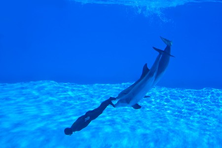 New Mondial Record In Freediving Established By Simone Arrigoni at Zoomarine Park, Torvaianica, Italy on 27.05.2010 - Simone Arrigoni, multiple prizewinner in freediving, pushed by the dolphins Paco and King setting a new world record on 27.05.2010のeditorial素材