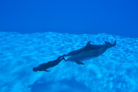 New Mondial Record In Freediving Established By Simone Arrigoni at Zoomarine Park, Torvaianica, Italy on 27.05.2010 - Simone Arrigoni, multiple prizewinner in freediving, pushed by the dolphins Paco and King setting a new world record on 27.05.2010のeditorial素材