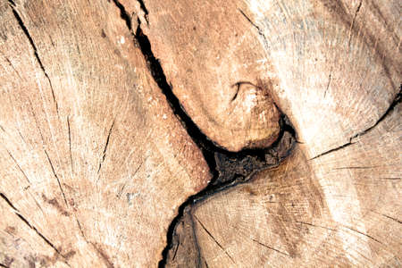 Macro of section in wood.の写真素材