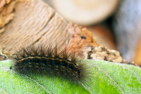 Black hairy caterpillar on green leaf.の写真素材