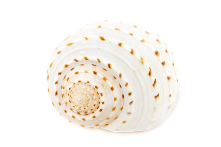 Fossils And Shells - Shell of Tun Snail (Tonna Galea)  isolated on white background.