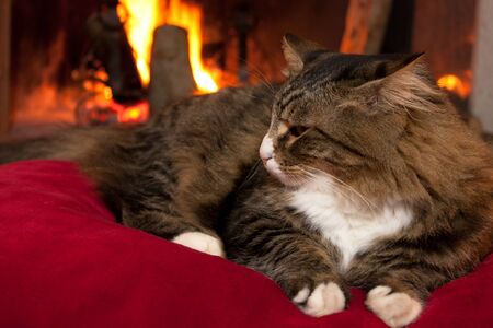 Seasonal And Holiday - Christmas - Cat resting in the front of the fireplace.の写真素材