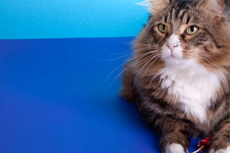 Long Hair Cat  -  Norwegian cat watching the camera.