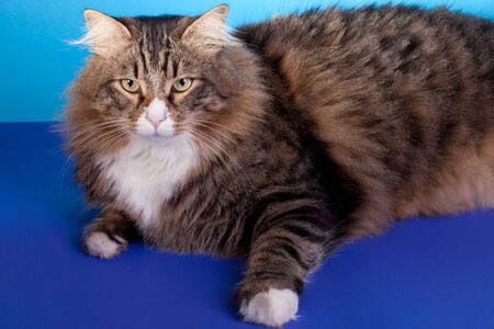 Big Brown Cat - Norwegian cat sitting in the front of the camera.の写真素材