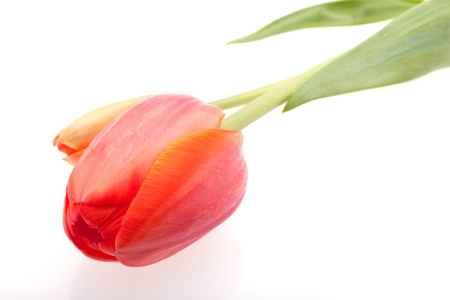 Red tulip isolated on white background.の写真素材