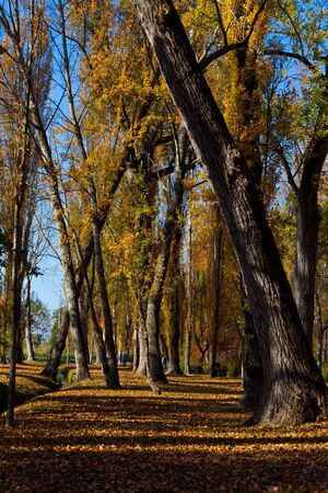 Seasons - Autumn - Trees with golden leaves, Campello sul Clitunno, Umbria, Italy の写真素材