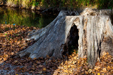 Nature - Forests - Old tree trunk with fallen leaves 