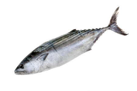 Tuna fish isolated on white background.の写真素材