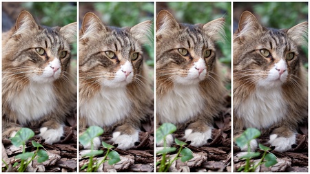 Collage of four pictures with different expressions of a Norwegian cat.の写真素材