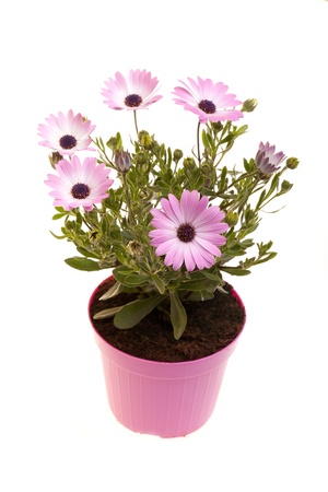 Pot With African daisies isolated on white background.の写真素材