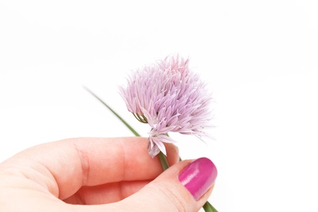 Woman hand keeping a chive flower over white background 