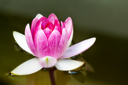 Closeup of huge pink water lily - Nymphaea の写真素材