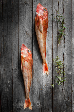 Mediterranean sea flavors - Fresh tub gurnard fish   Chelidonichthys lucernus   with rosemary on old...