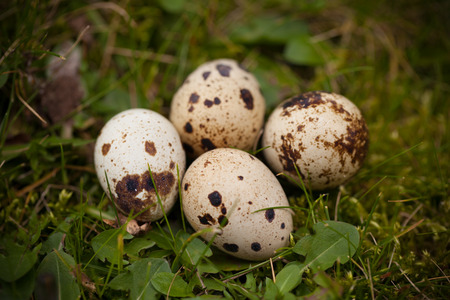 Four quail eggs on the grass.の写真素材