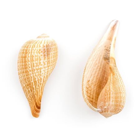 Paper fig (Ficus gracilis) shell isolated on white background.