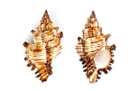 Murex shell (Chicoreus Brevifrons) isolated on white background.