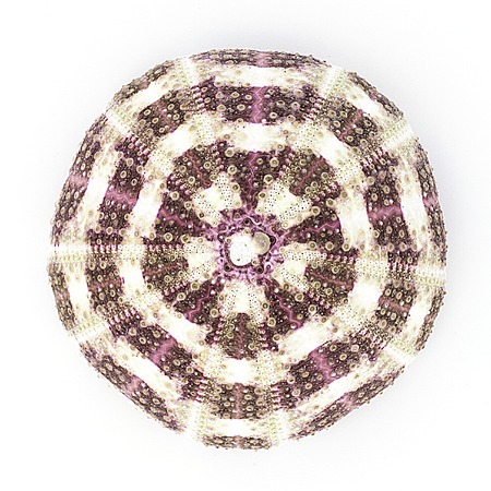 Sea urchin skeleton isolated on white background.