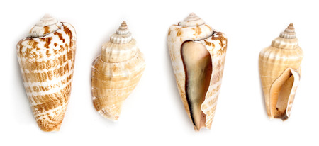 Shells of Strawberry conch ( Conomurex Luhuanus) and Samar conch (Canarium Labiatum) isolated on white background.の写真素材