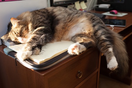 Cat napping on the desk above notebooks warming under the  sun rays.の写真素材