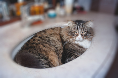 Portrait of cat resting comfortable in the bathroom sink.の写真素材