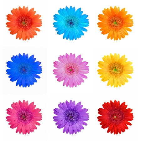 Different colors gerbera flowers collage, isolated on white background.の写真素材
