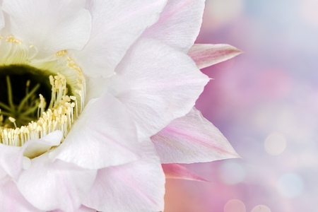 Pink floral background with Echinopsis Oxygona flower, bokeh lights and copy space.の写真素材