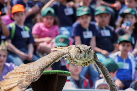 TORVAIANICA, ITALY - MAY 27, 2010: Eurasian eagle owl (Bubo Bubo) impressing his audience during a public show.のeditorial素材
