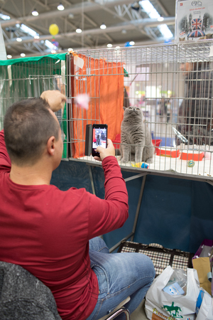 ROME, ITALY - NOVEMBER 11, 2017: The Super Cat Show, one of the most important feline events from Italy and in the world. In competition, the most beautiful and elegant specimens.のeditorial素材