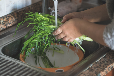 Woman hands washing Catalonia chicory or puntarelle with fresh water.の写真素材