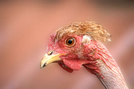 Chicken fowl of Transylvanian naked neck breedの写真素材