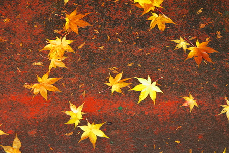 Autumn leaves Japanese mapleの写真素材