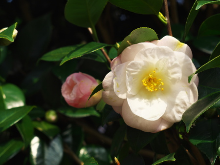 Pure Camelliaの写真素材
